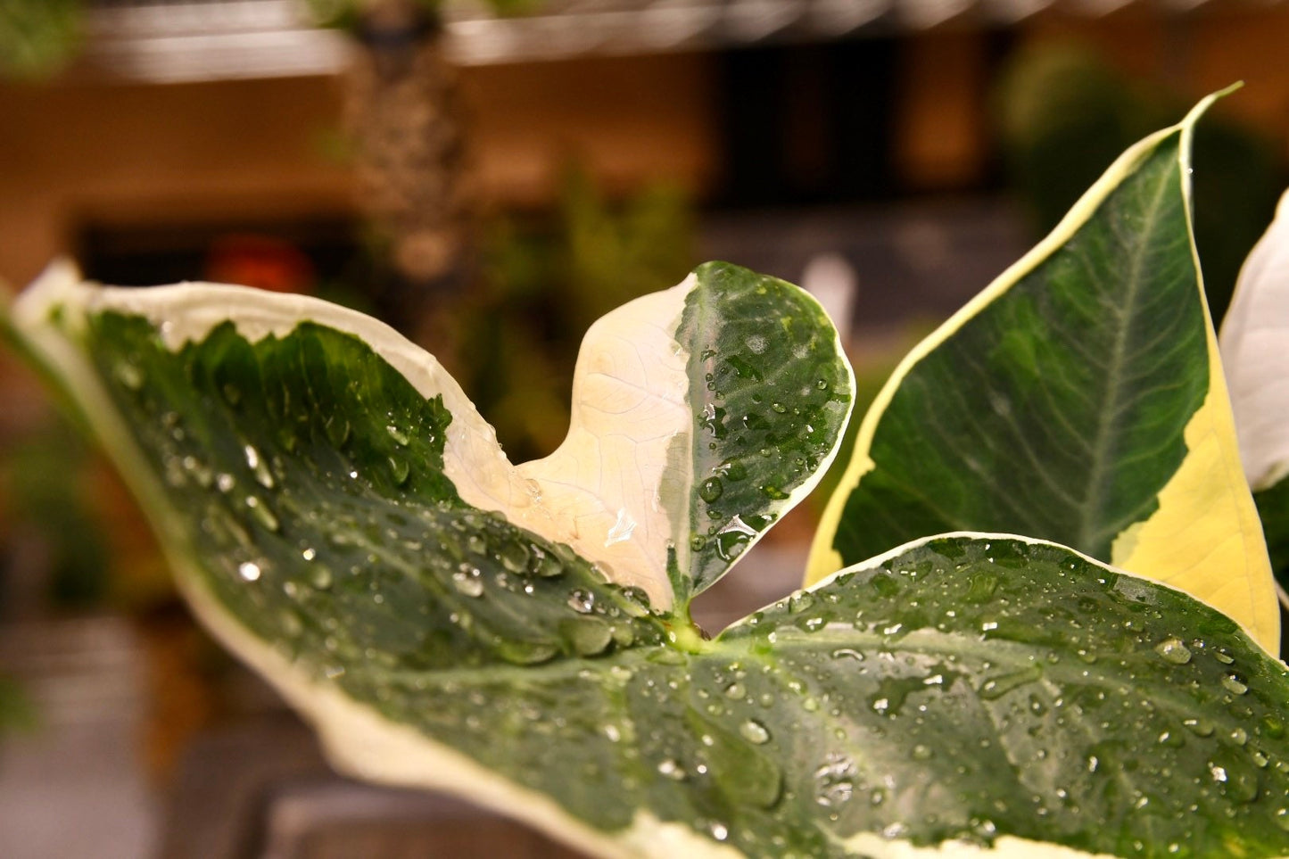 Alocasia Xanthosoma Mickey Mouse