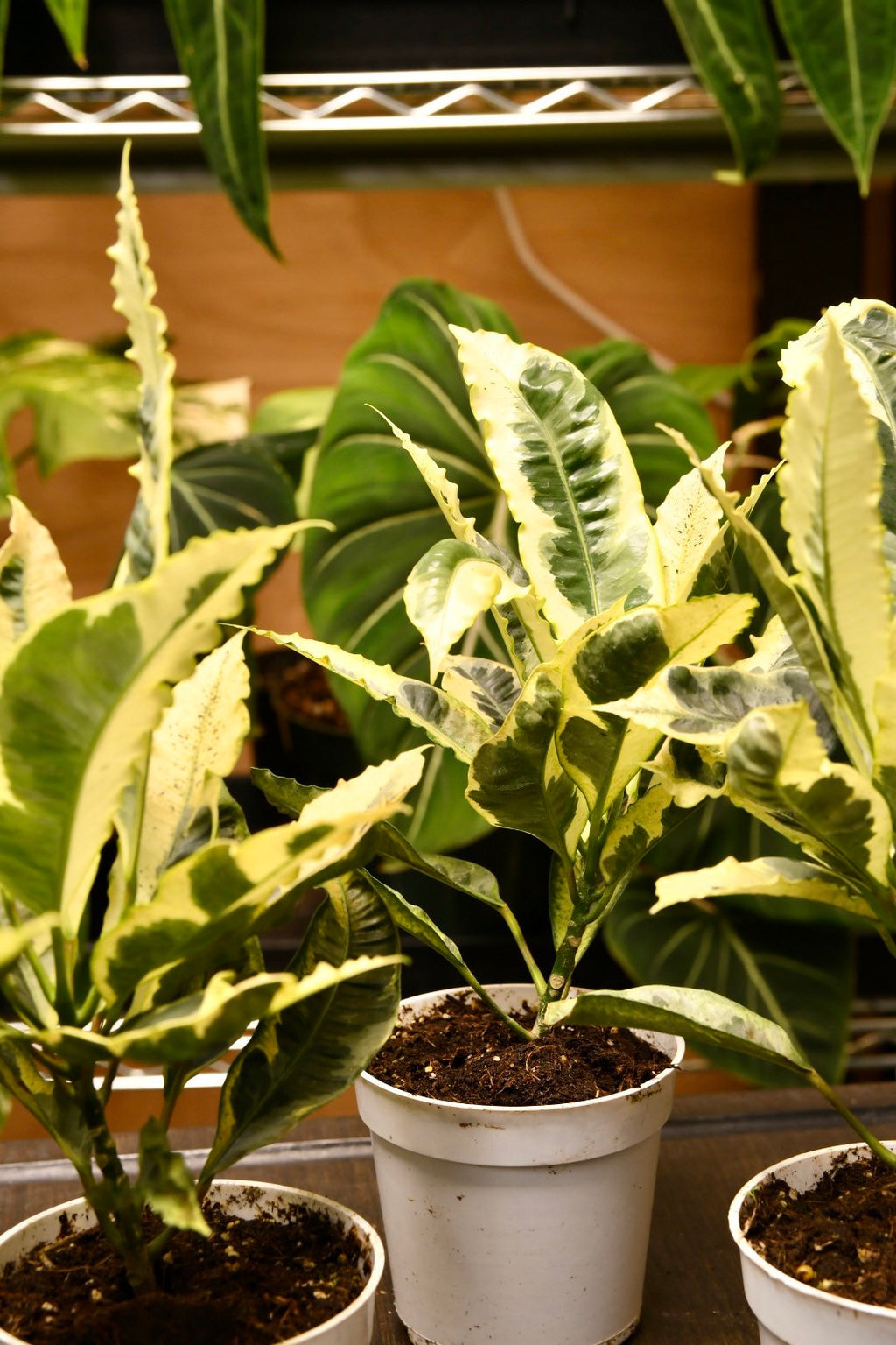 Codiaeum Variegatum Andrew