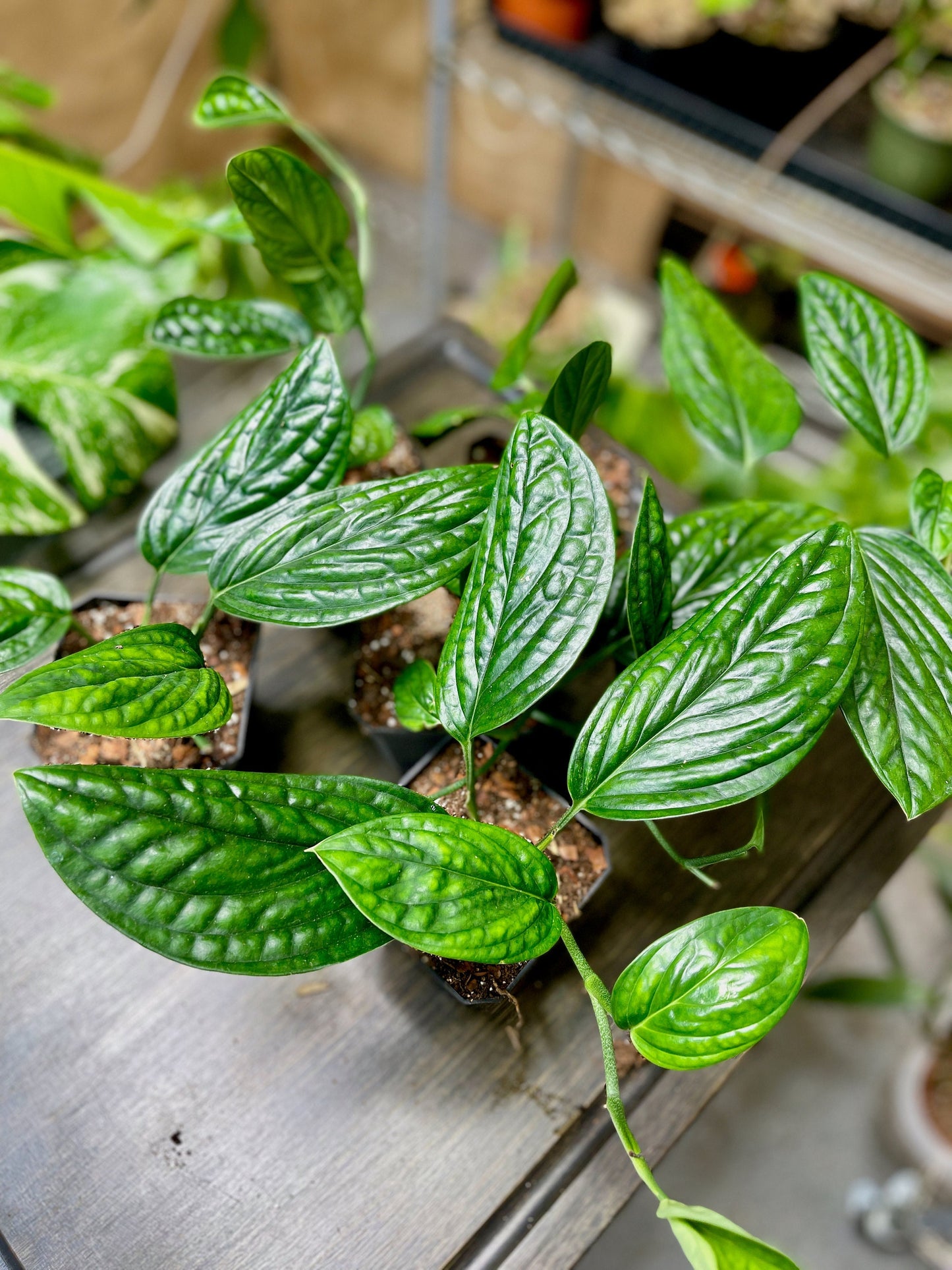 Monstera Peru