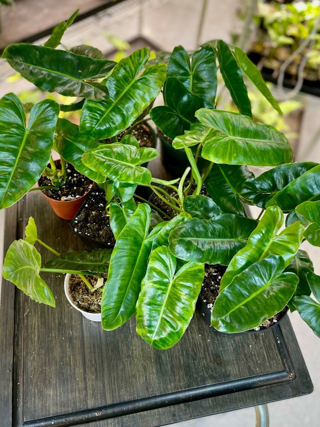 burle marx philodendron indoor Philodendron Burle Marx Variegata