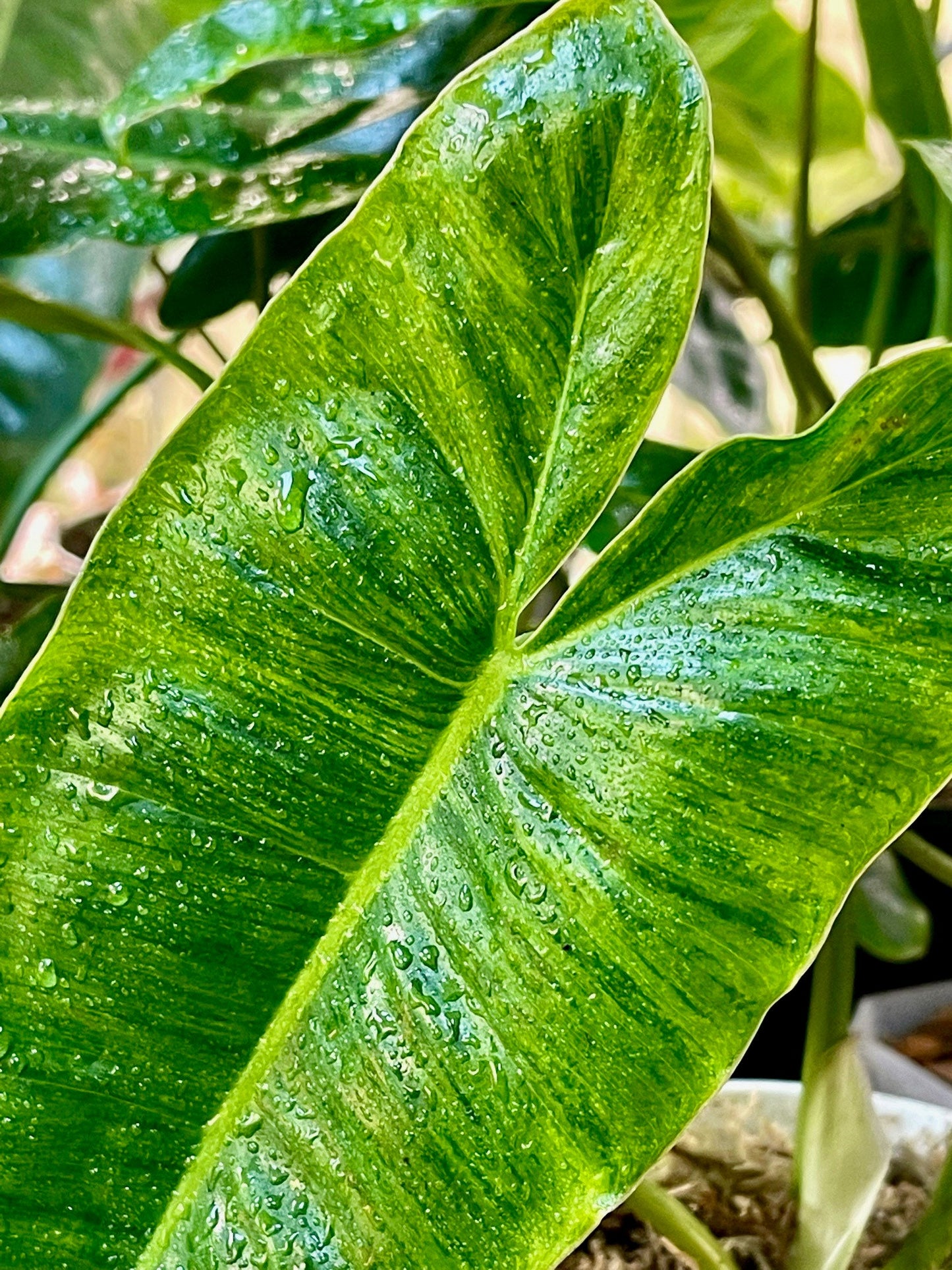 Philodendron Burle Marx Variegata - Low Variegation