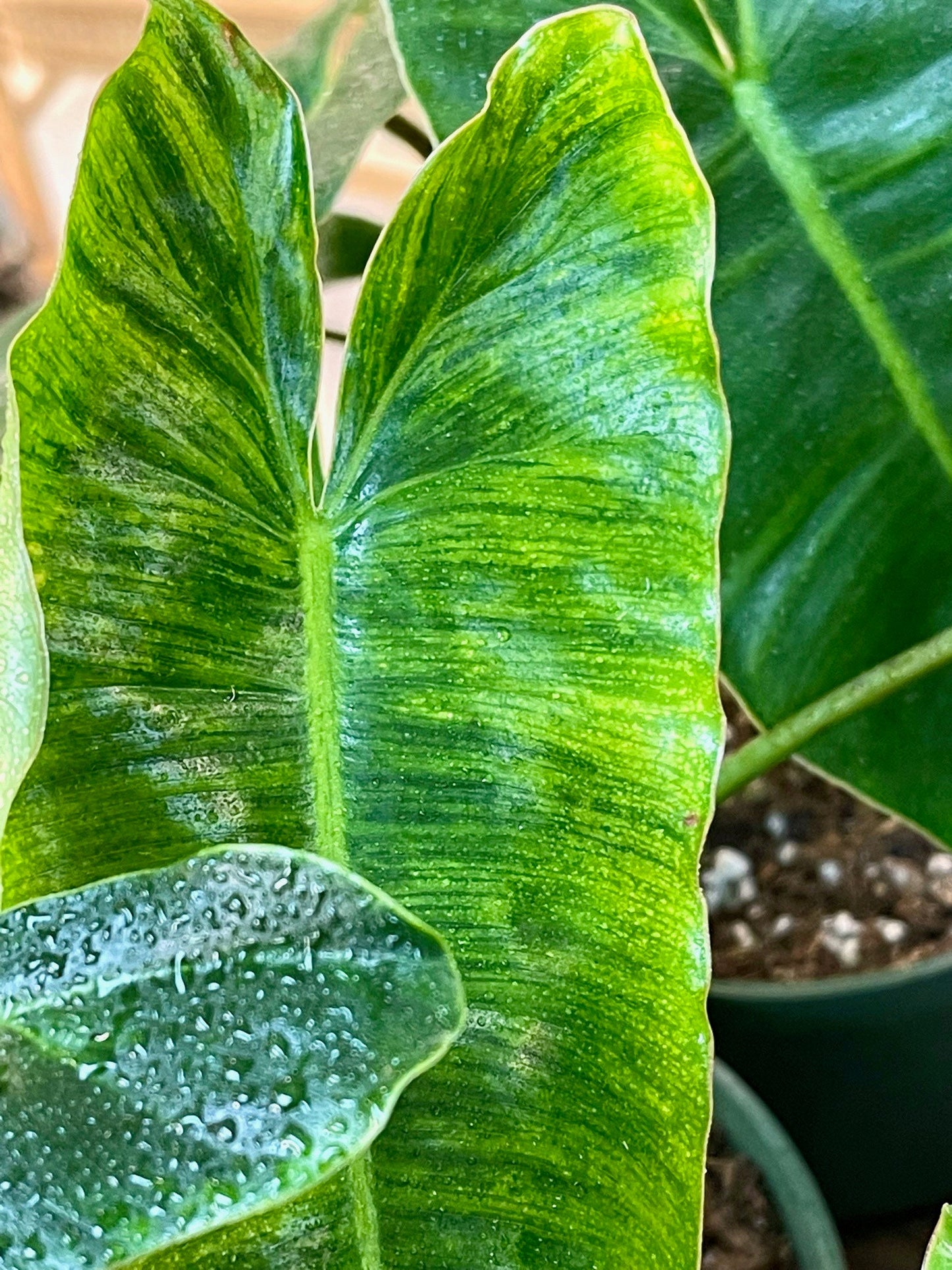 Philodendron Burle Marx Variegata - Low Variegation