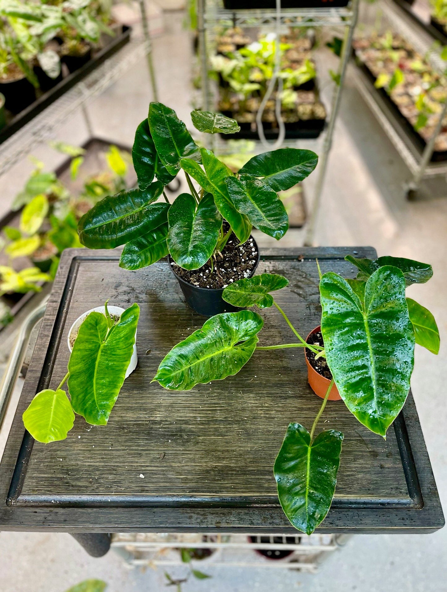 Philodendron Burle Marx Variegata - Low Variegation