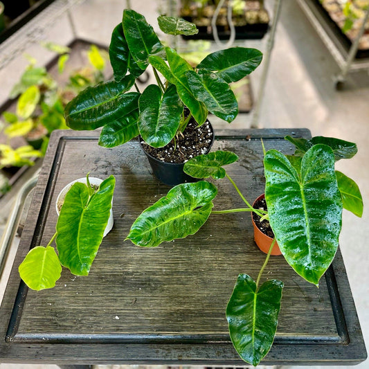 Philodendron Burle Marx Variegata - Low Variegation