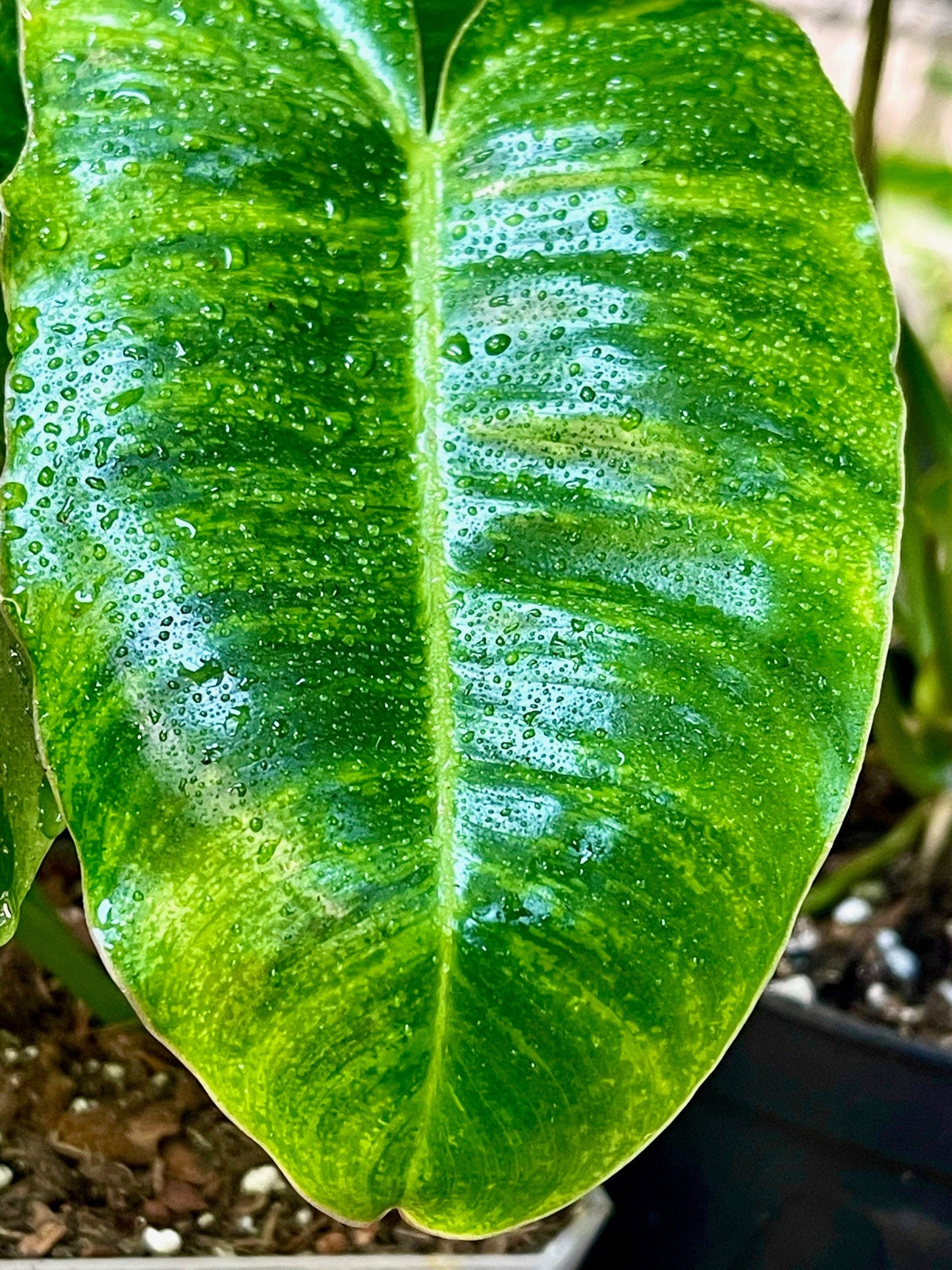 Philodendron Burle Marx Variegata - Low Variegation