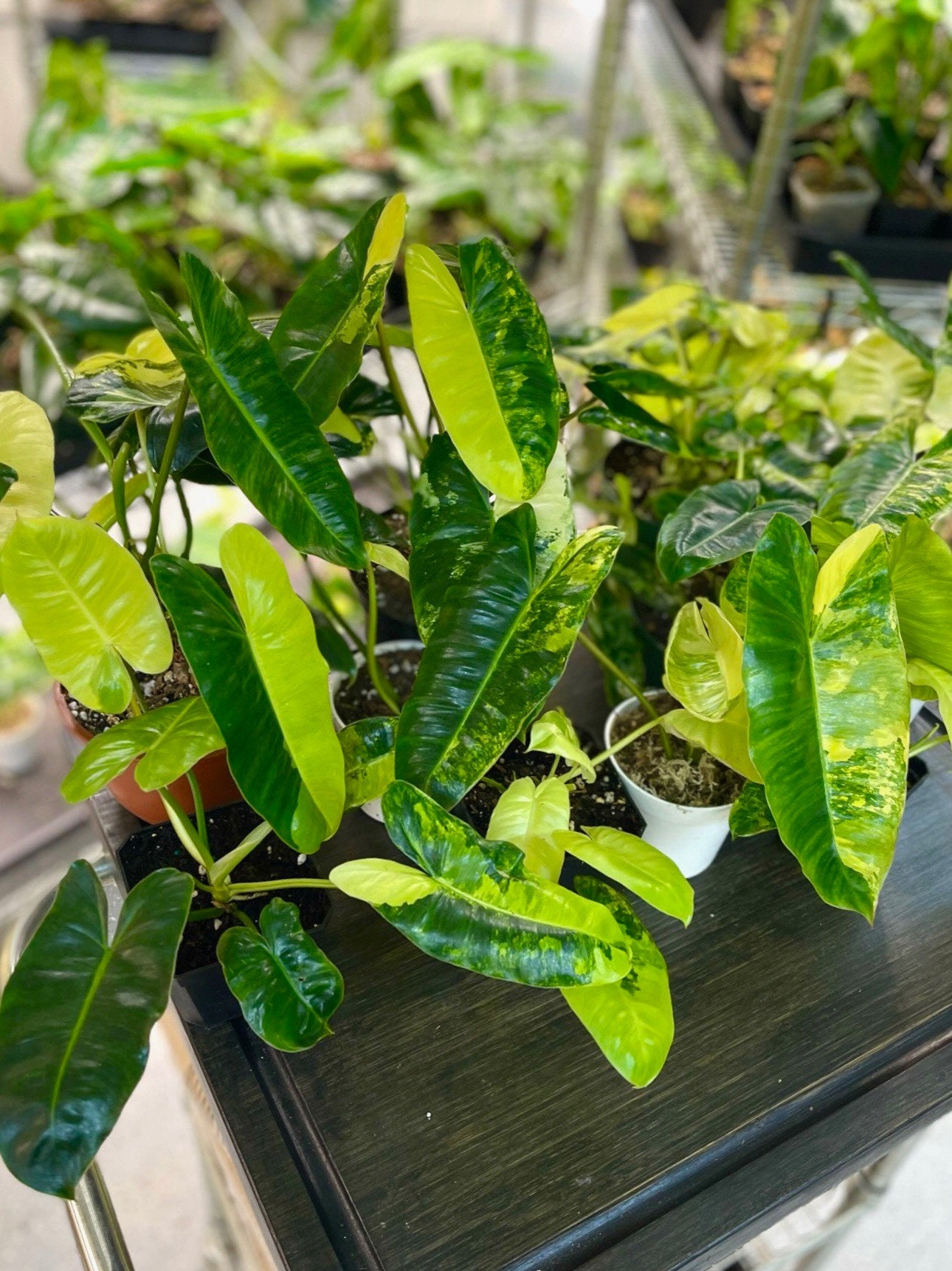 variegated burle marx philodendron care Philodendron Burle Marx Variegata