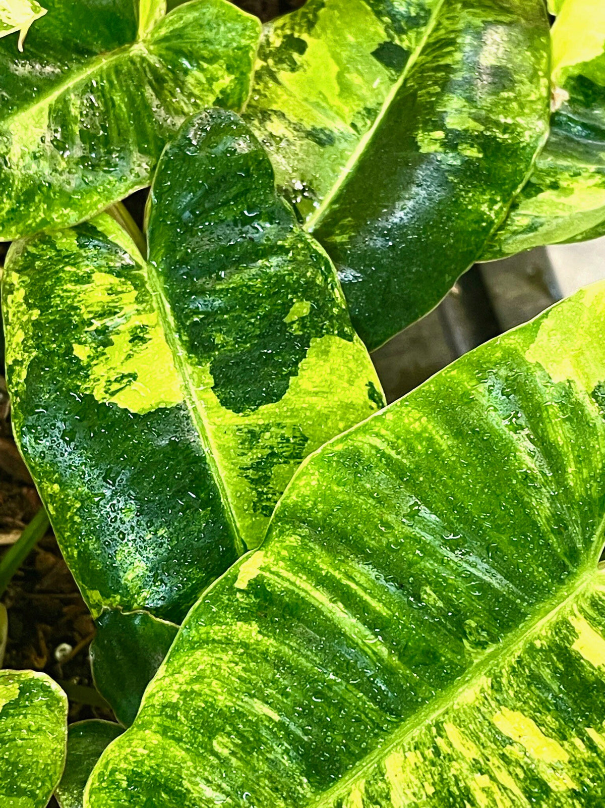 Philodendron Burle Marx Variegata - High Variegation