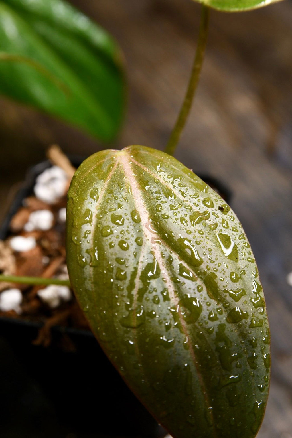 Philodendron Summer Glory