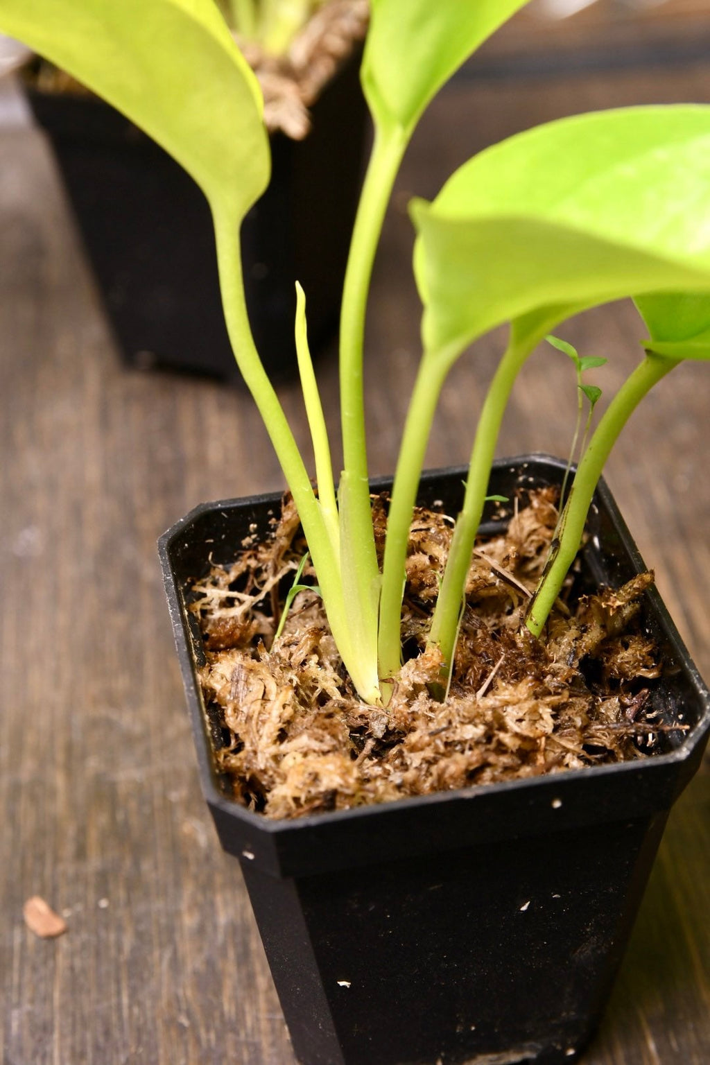 Pothos Neon