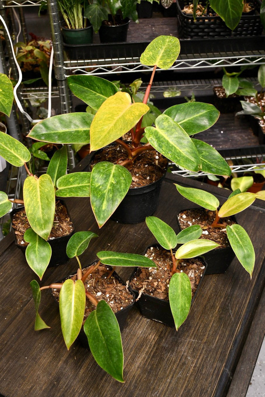 Philodendron Painted Lady