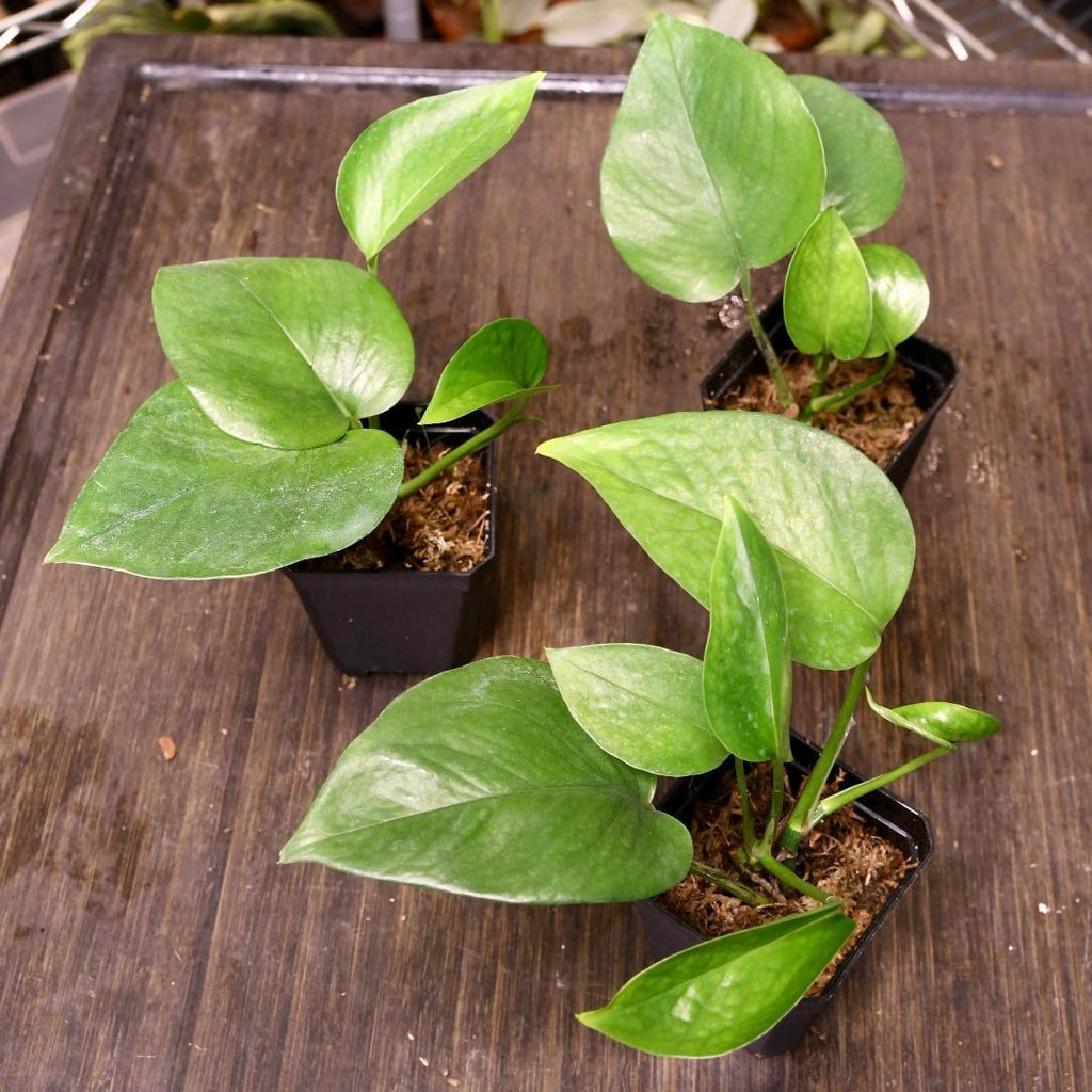 Pothos Jade