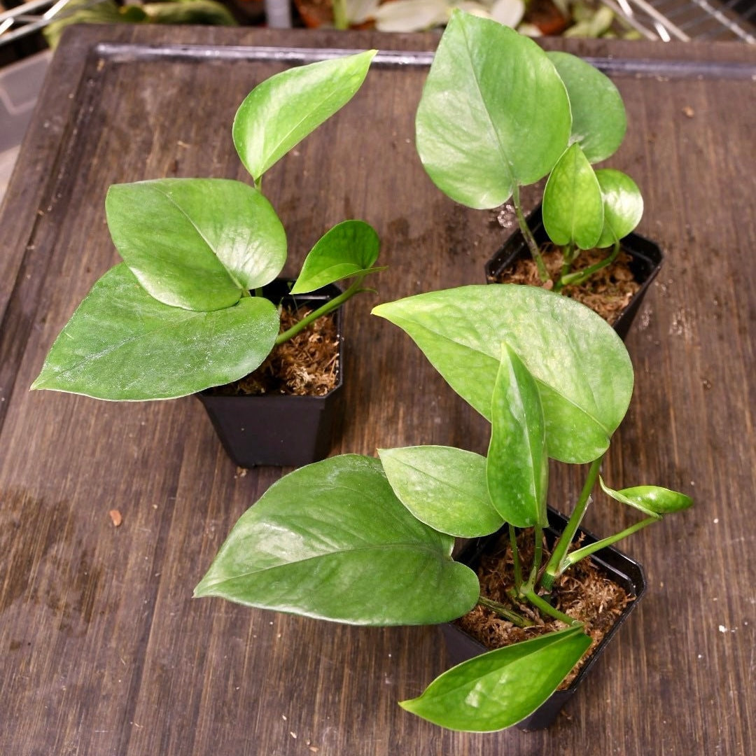 Pothos Jade