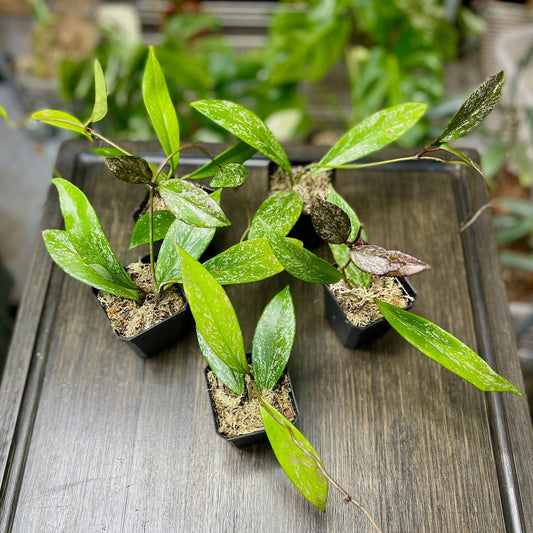 Hoya Pubicalyx Splash