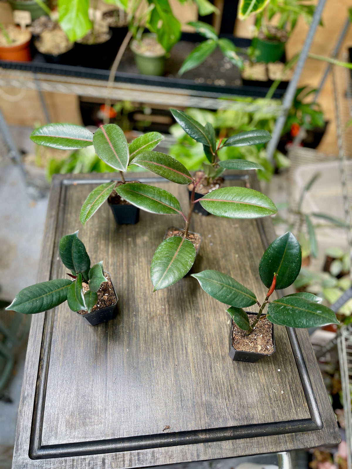 Ficus Elastica Burgundy