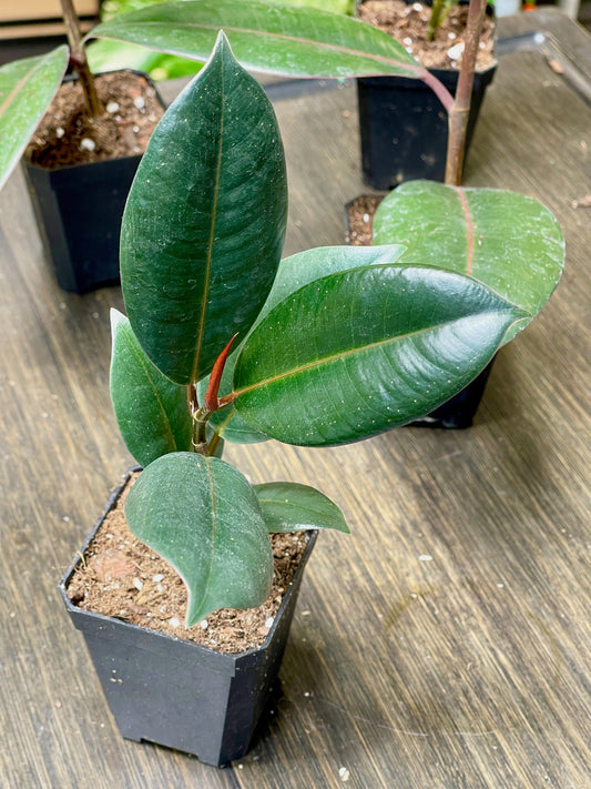 Ficus Elastica Burgundy