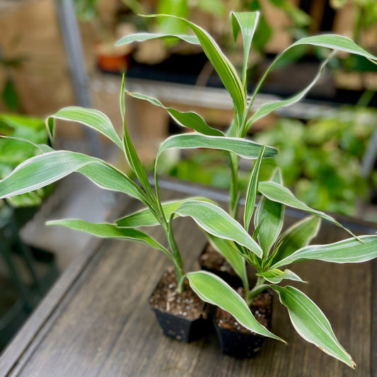 Dracaena Sanderiana Lucky Bamboo