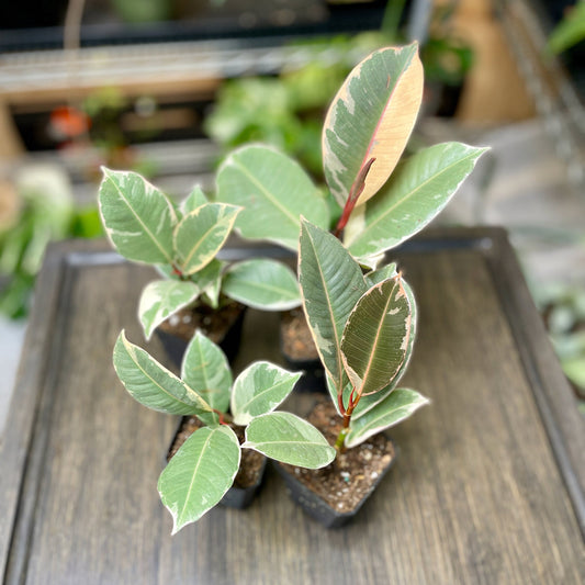 Ficus Elastica Tineke