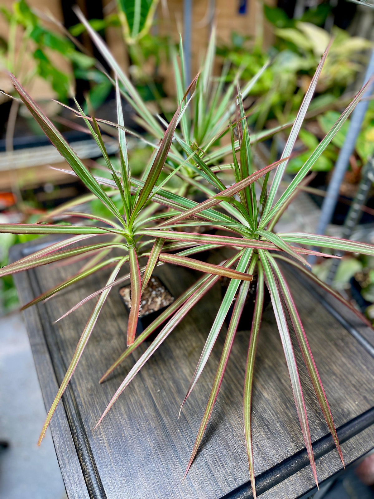 Dracaena Marginata Tricolor