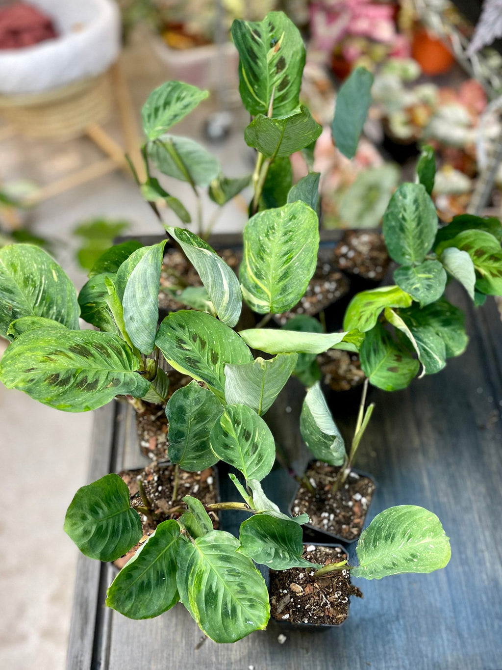Variegated Green Maranta