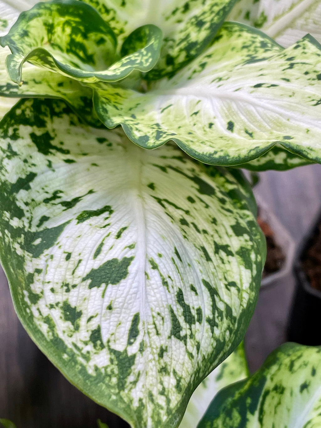Dieffenbachia Compacta