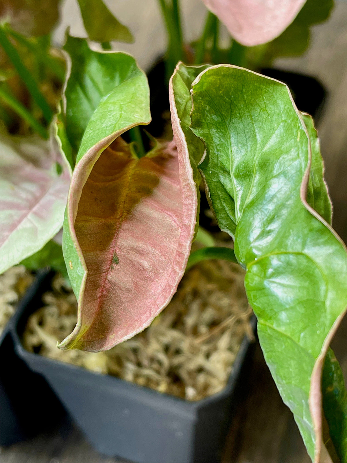 Syngonium Pink Allusion