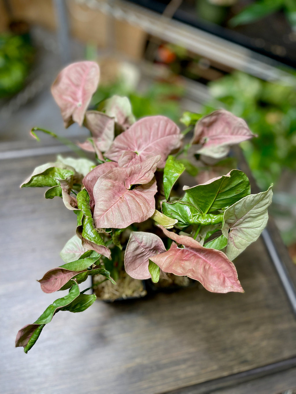 Syngonium Pink Allusion