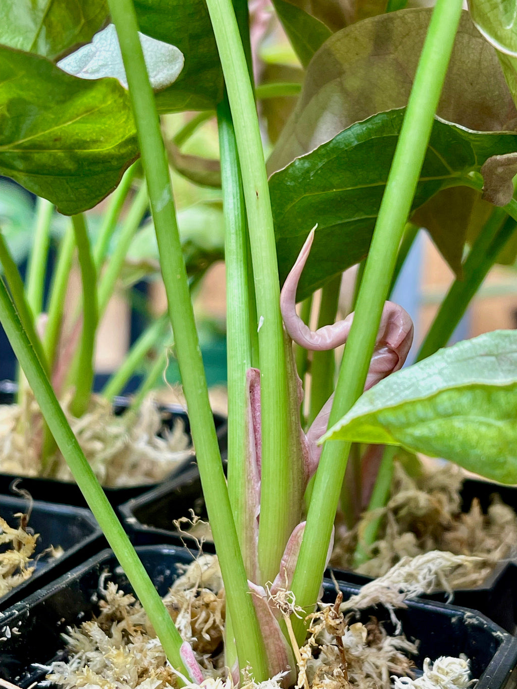 Syngonium Pink Allusion