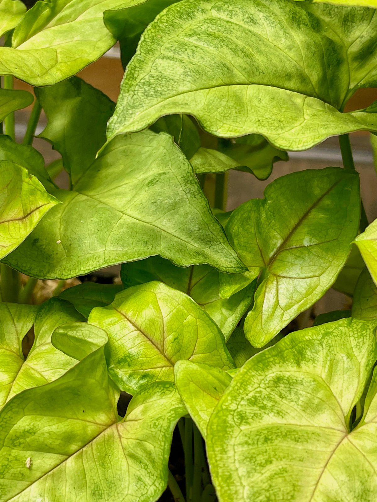Syngonium Berry Allusion