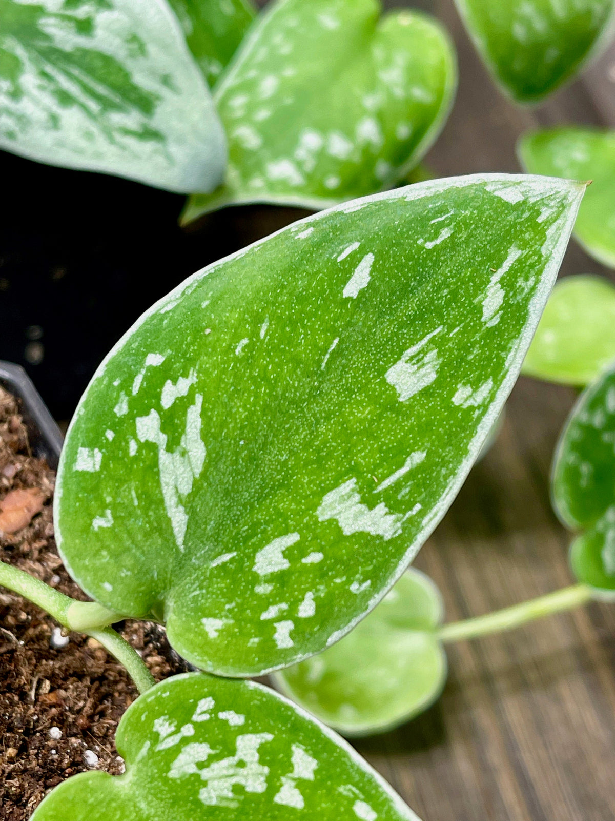 Scindapsus Pictus Silvery Ann
