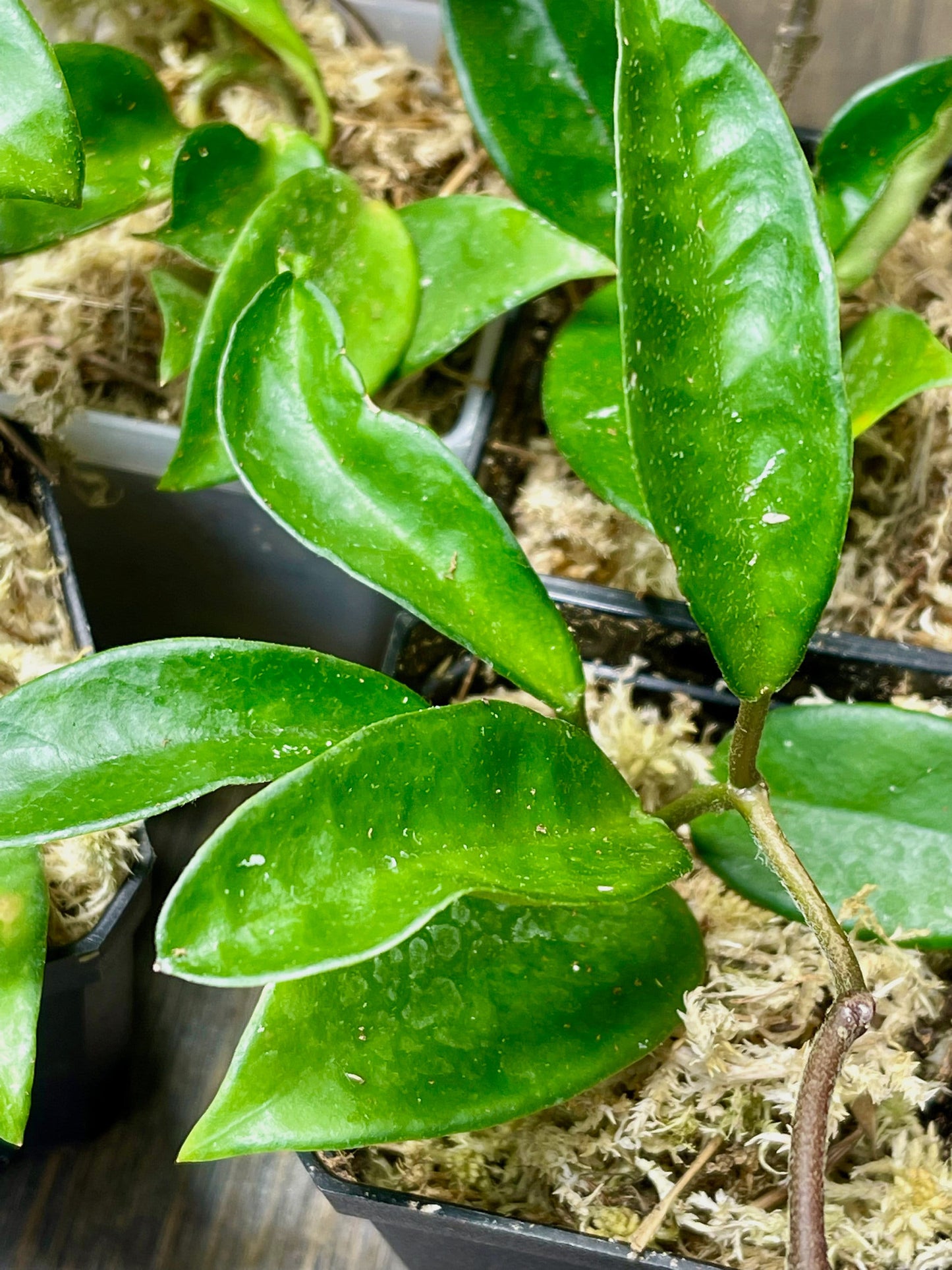 hoya jade plant Hoya Carnosa Jade – NurseryRx