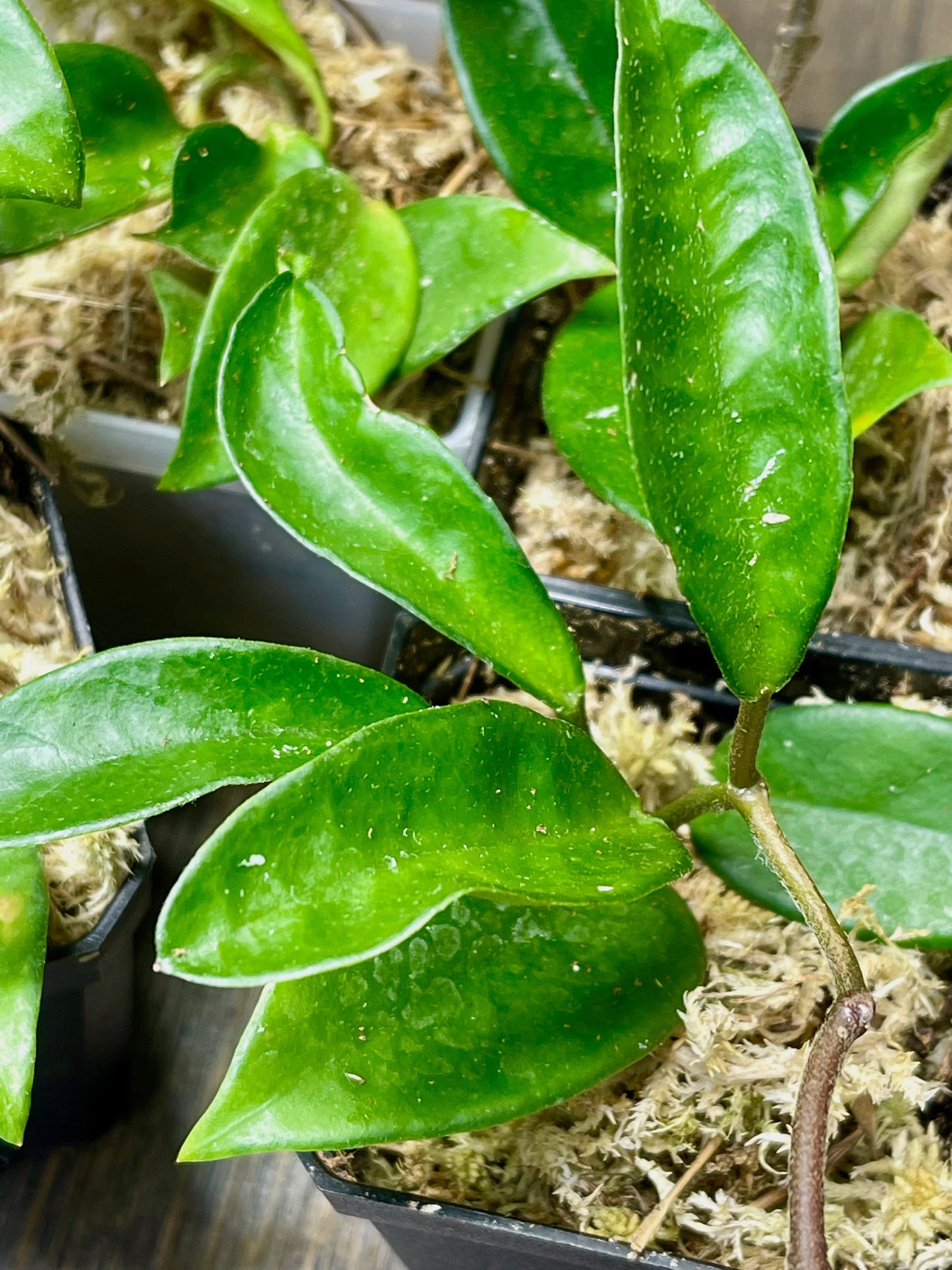 Hoya Carnosa Jade