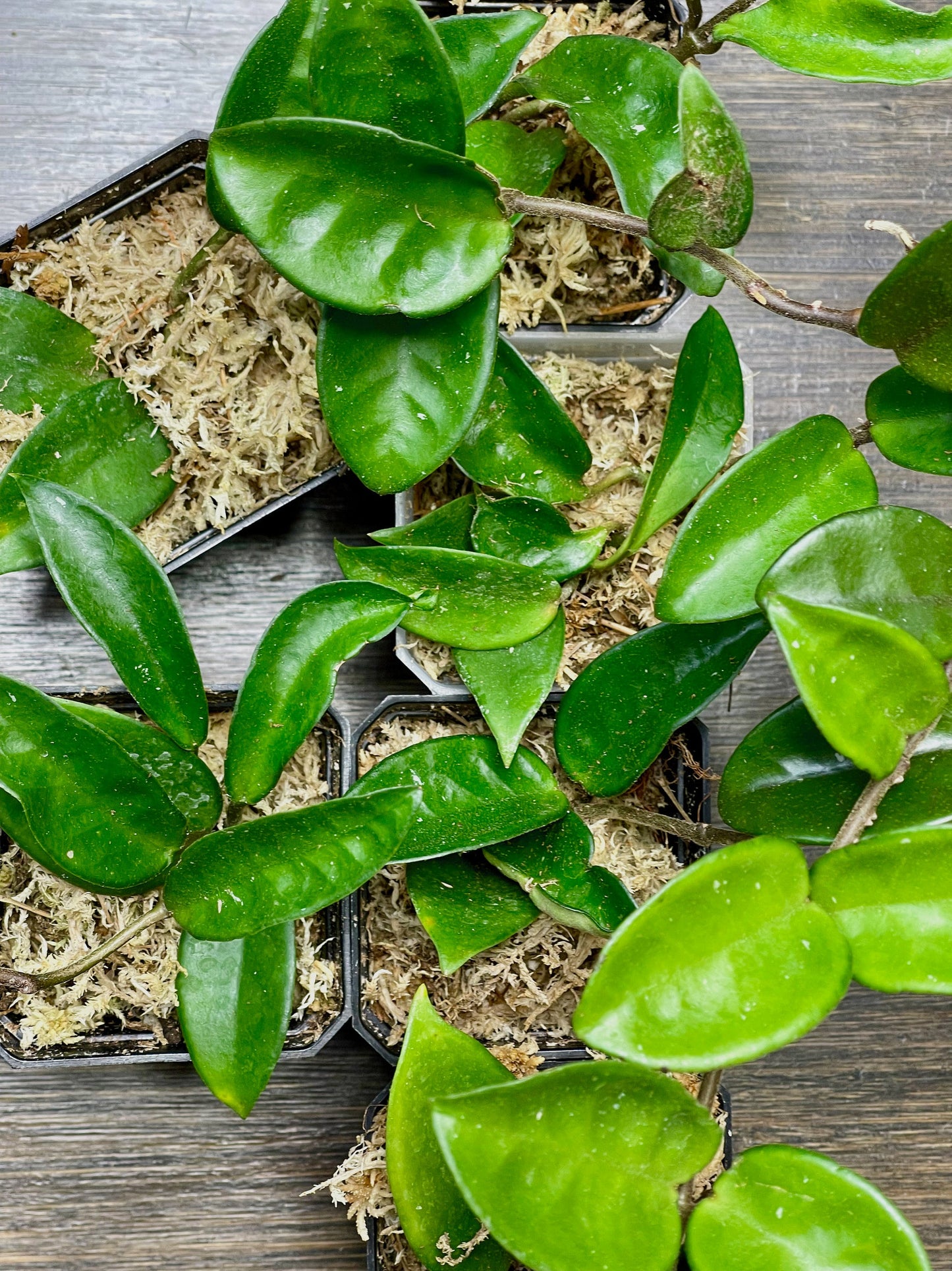 Hoya Carnosa Jade