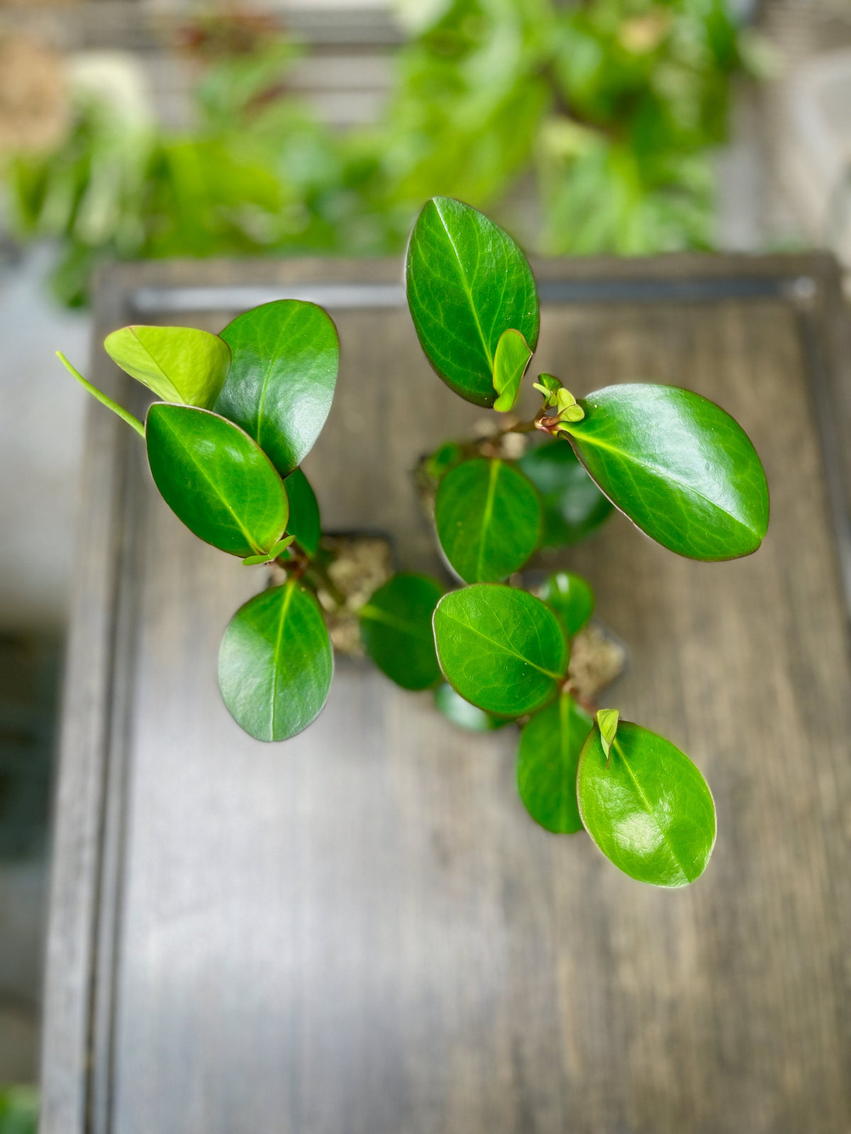 Peperomia clusiifolia 'Red Edge'