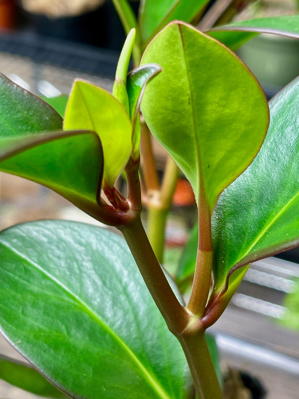 Peperomia clusiifolia 'Red Edge'