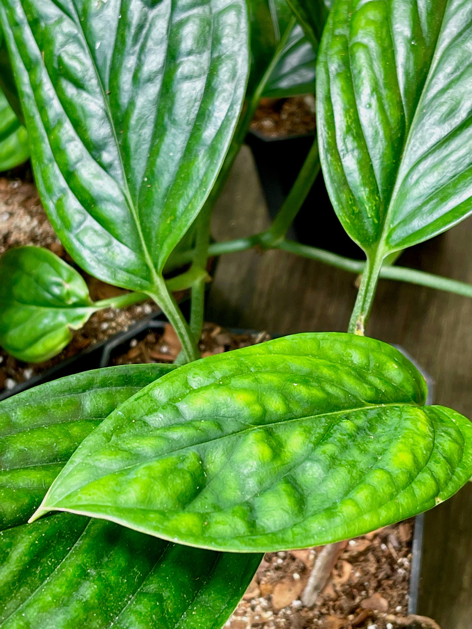 monstera peru plant for sale Monstera Peru – NurseryRx