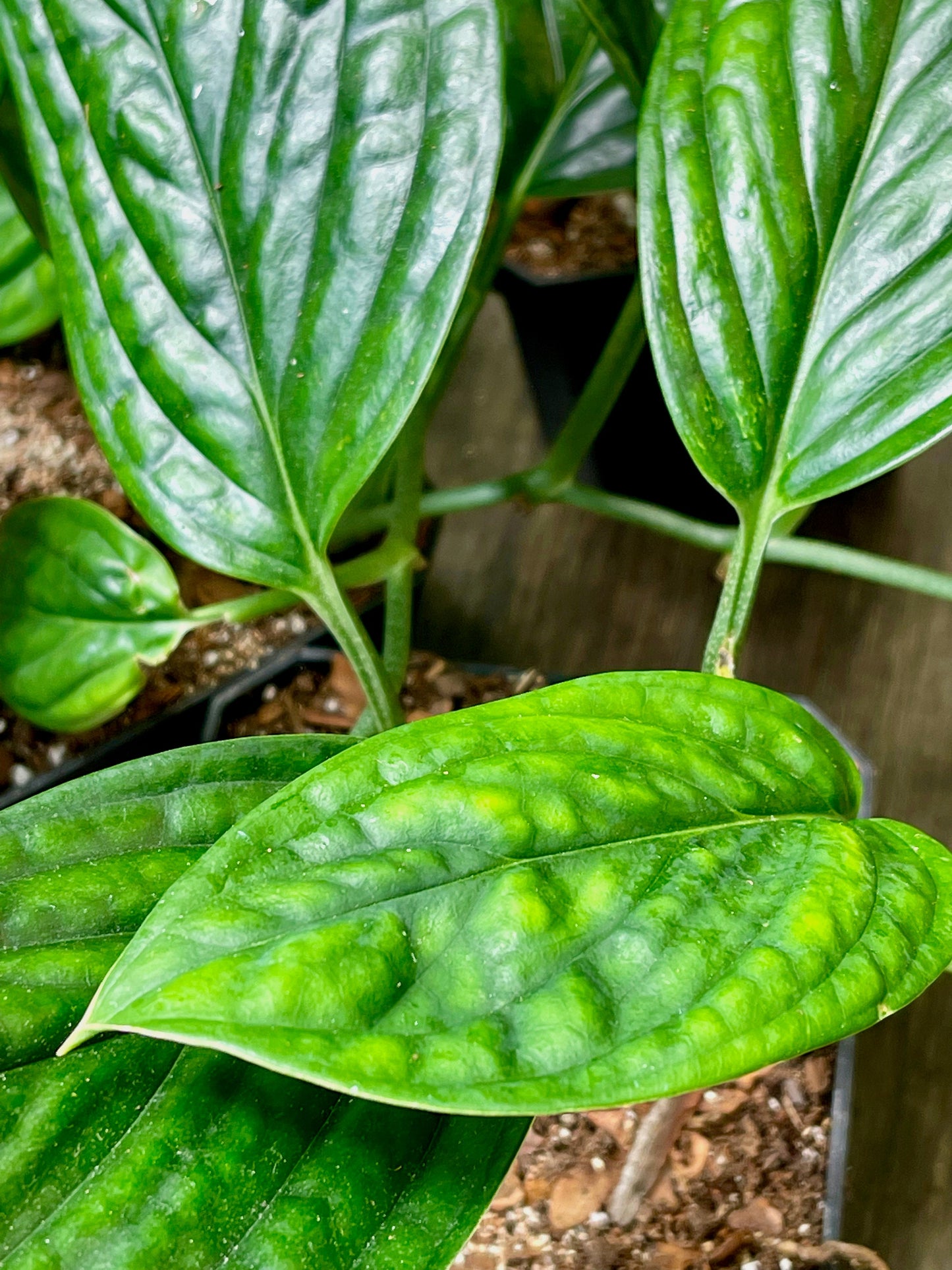 Monstera Peru