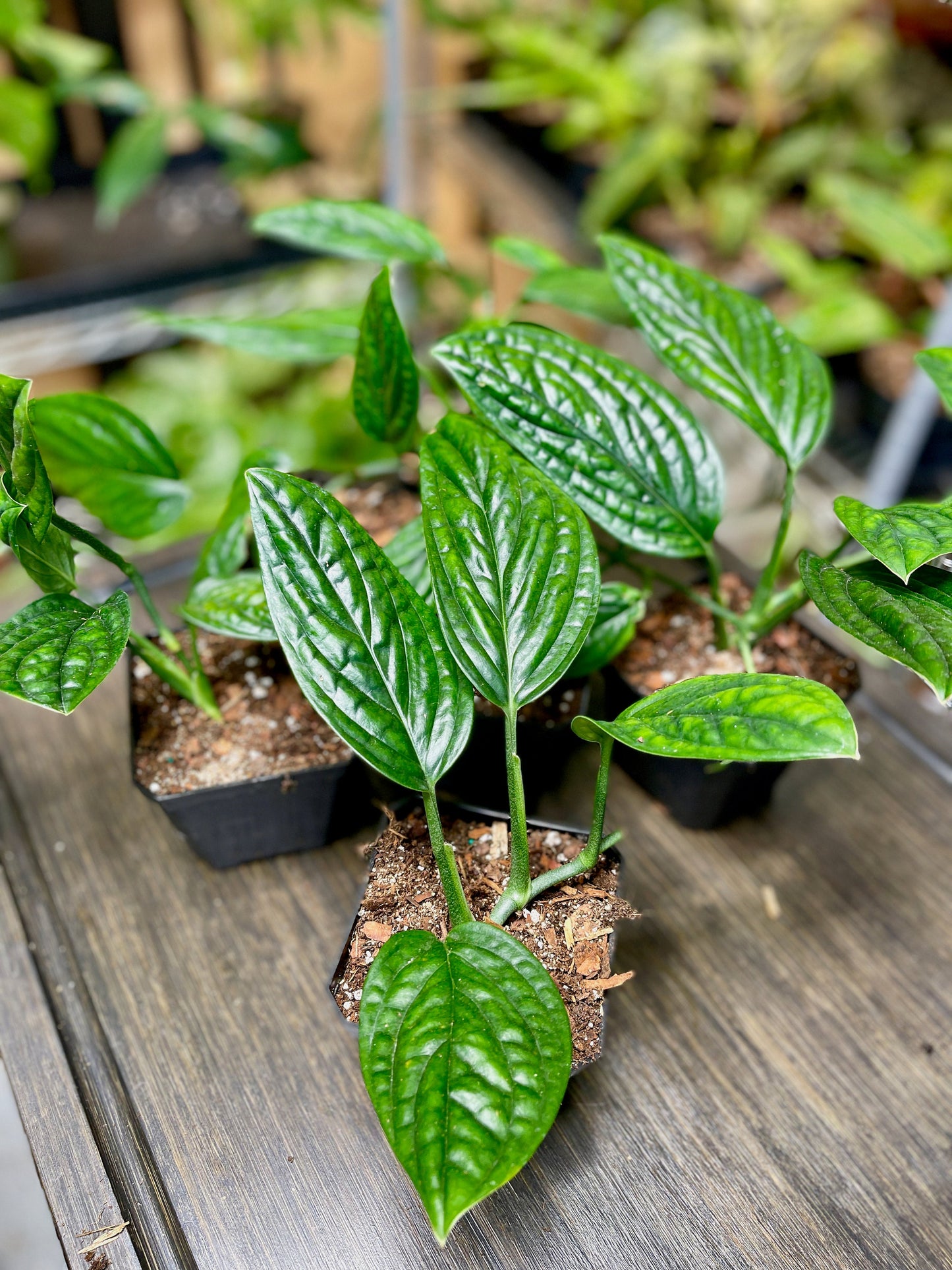 Monstera Peru