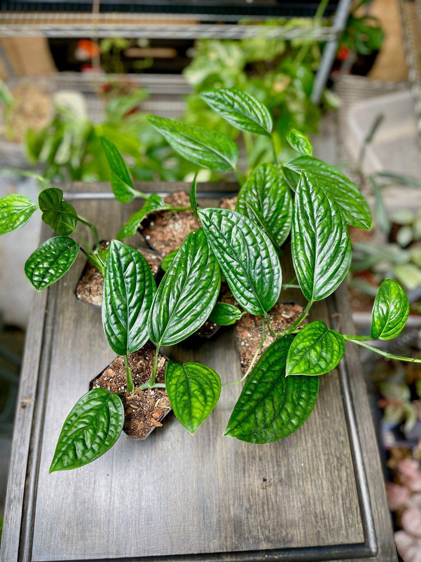 Monstera Peru