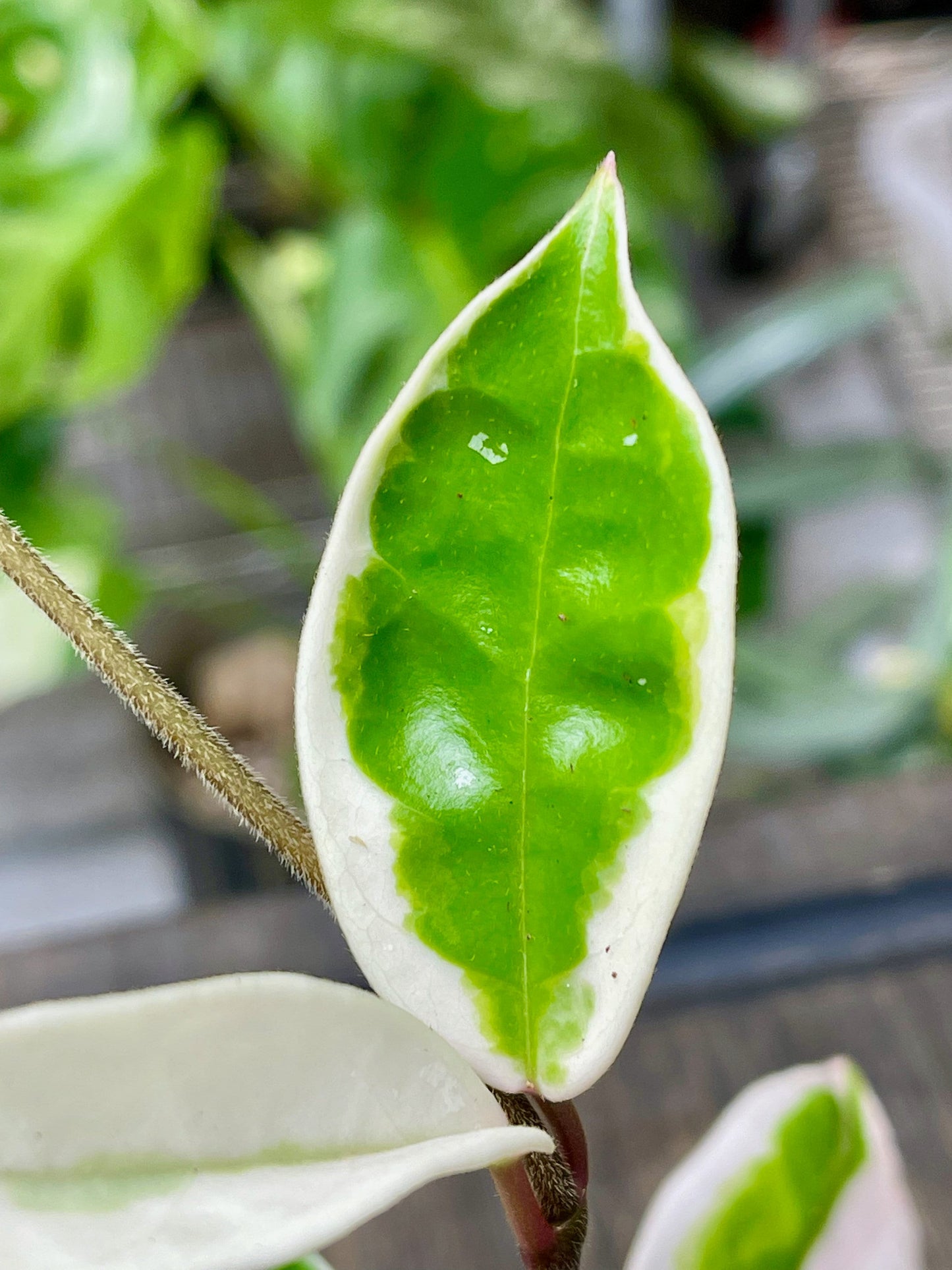 Hoya Carnosa Krimson Queen