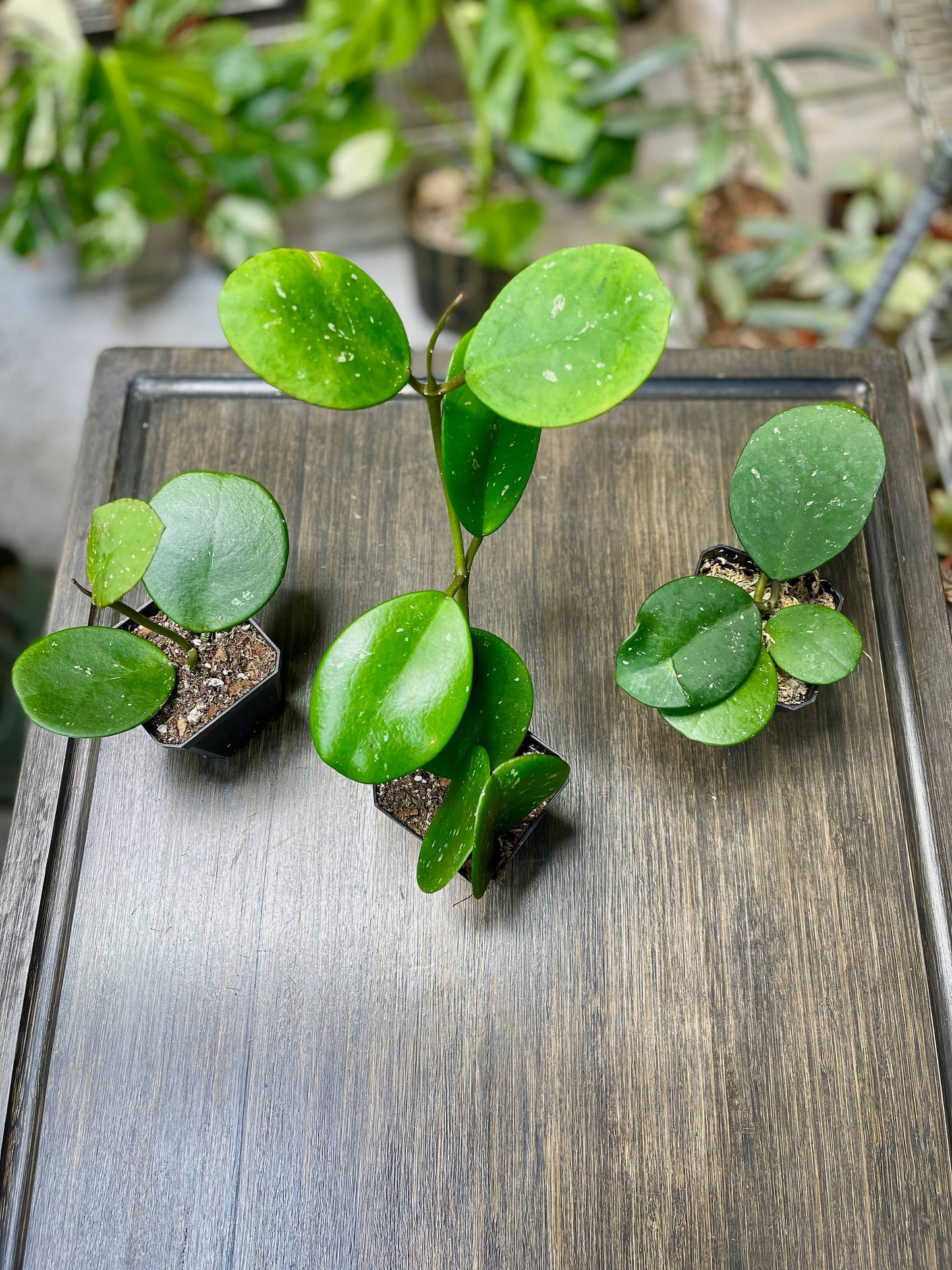 Hoya Obovata Splash