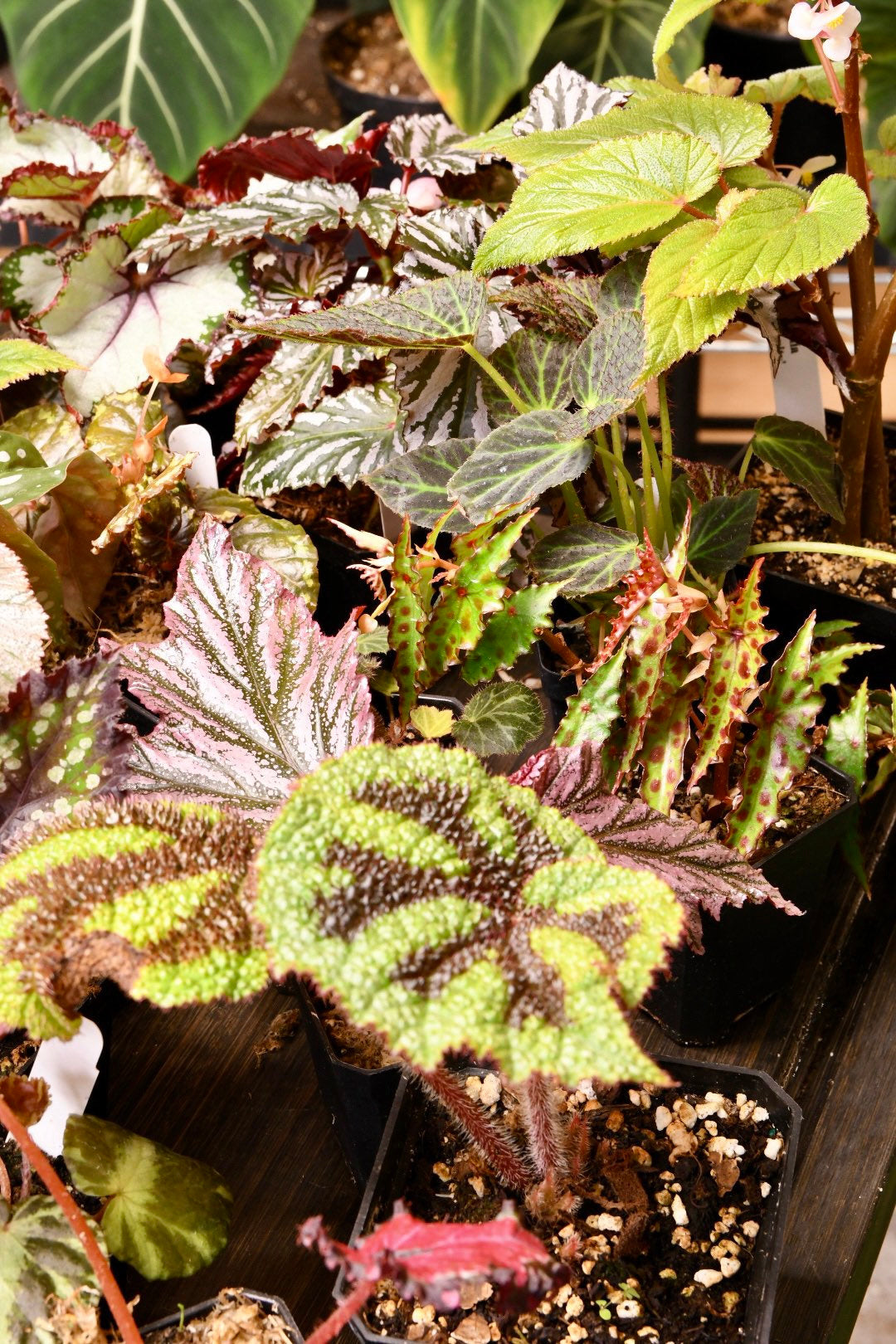 Mystery Begonia