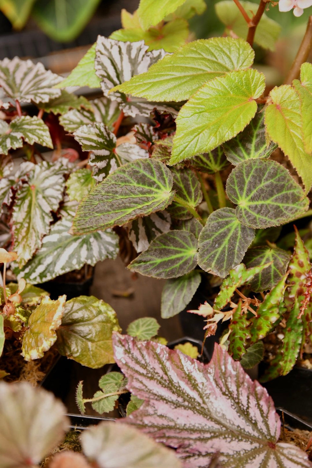Mystery Begonia