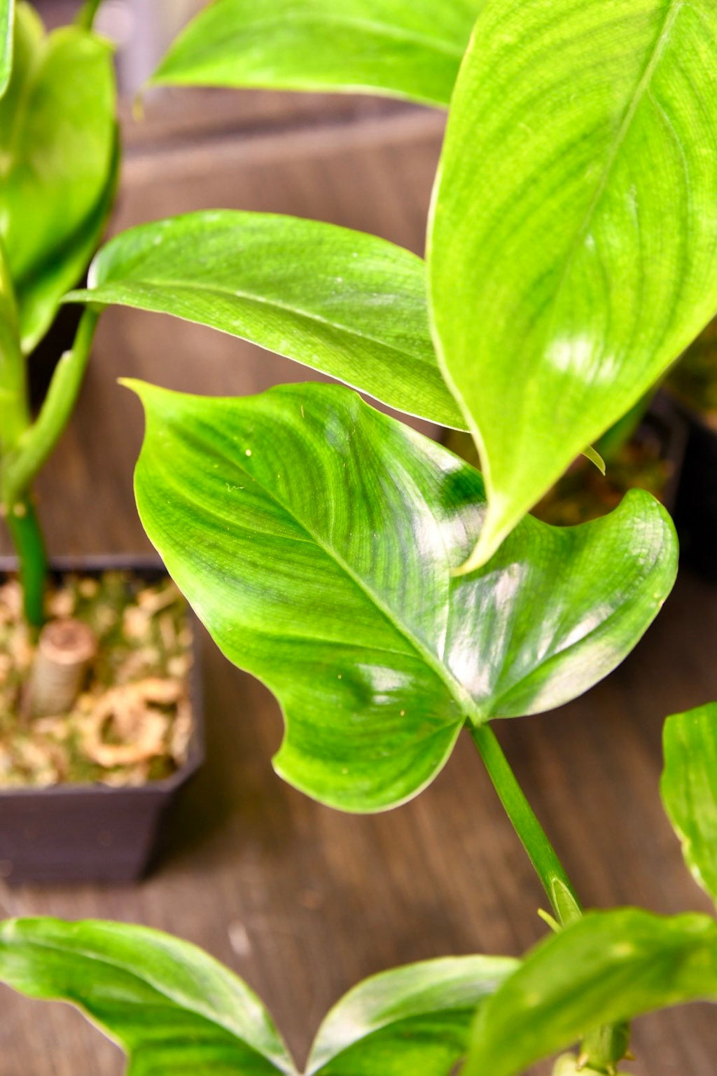 Philodendron Tripartitum