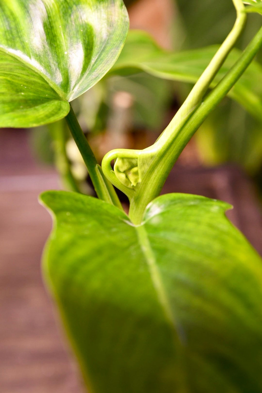 Philodendron Tripartitum