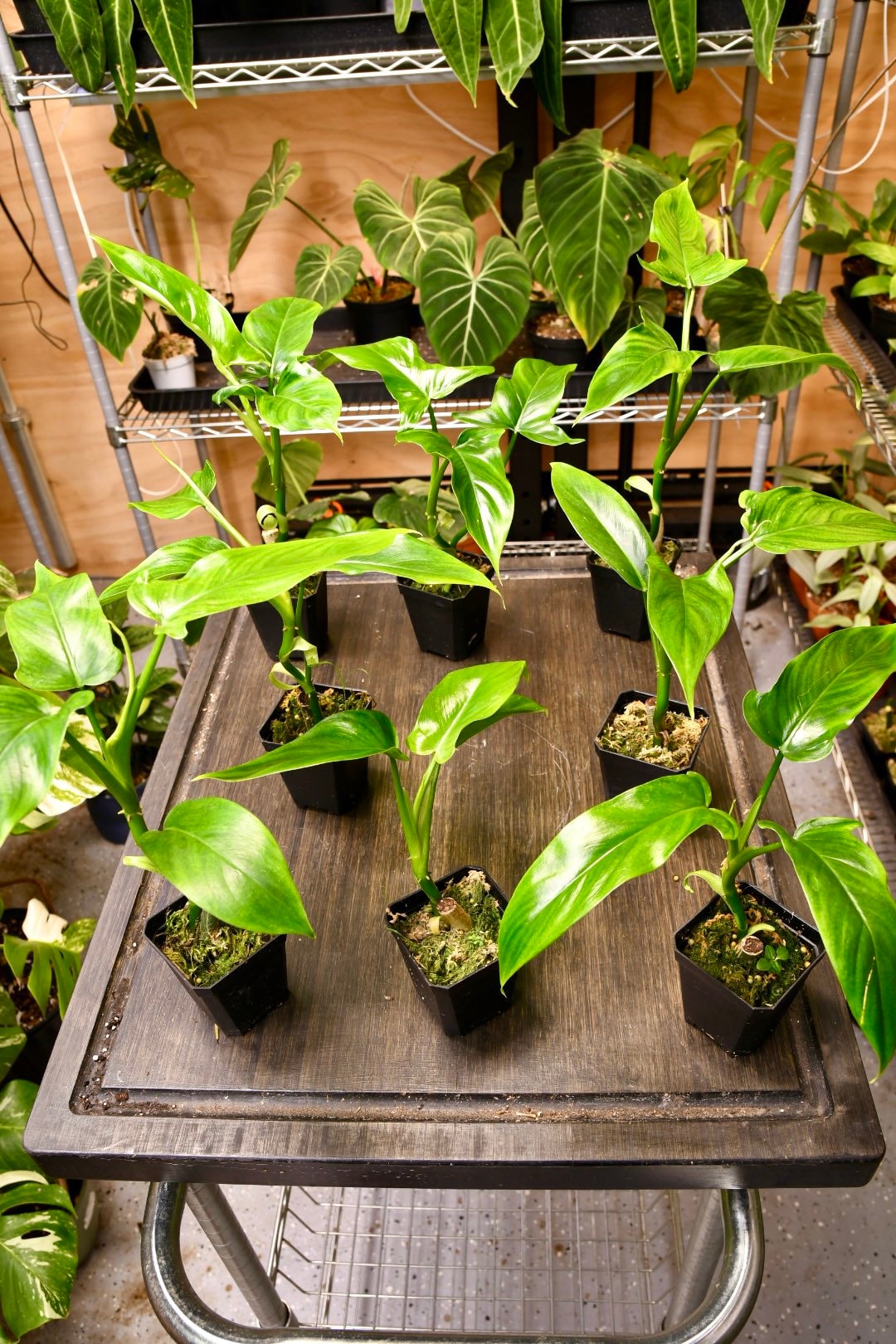 Philodendron Tripartitum
