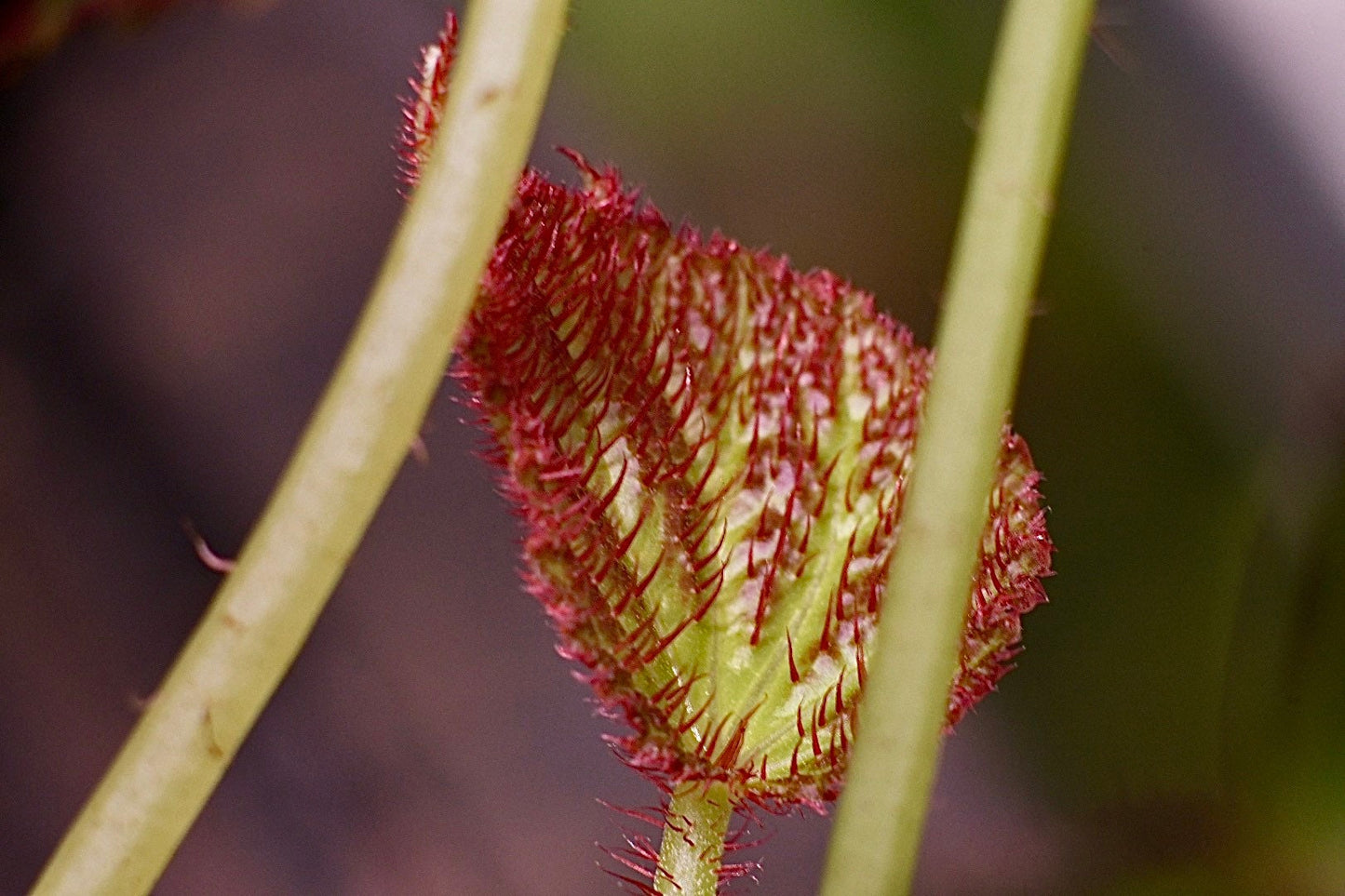 Begonia Chloroneura