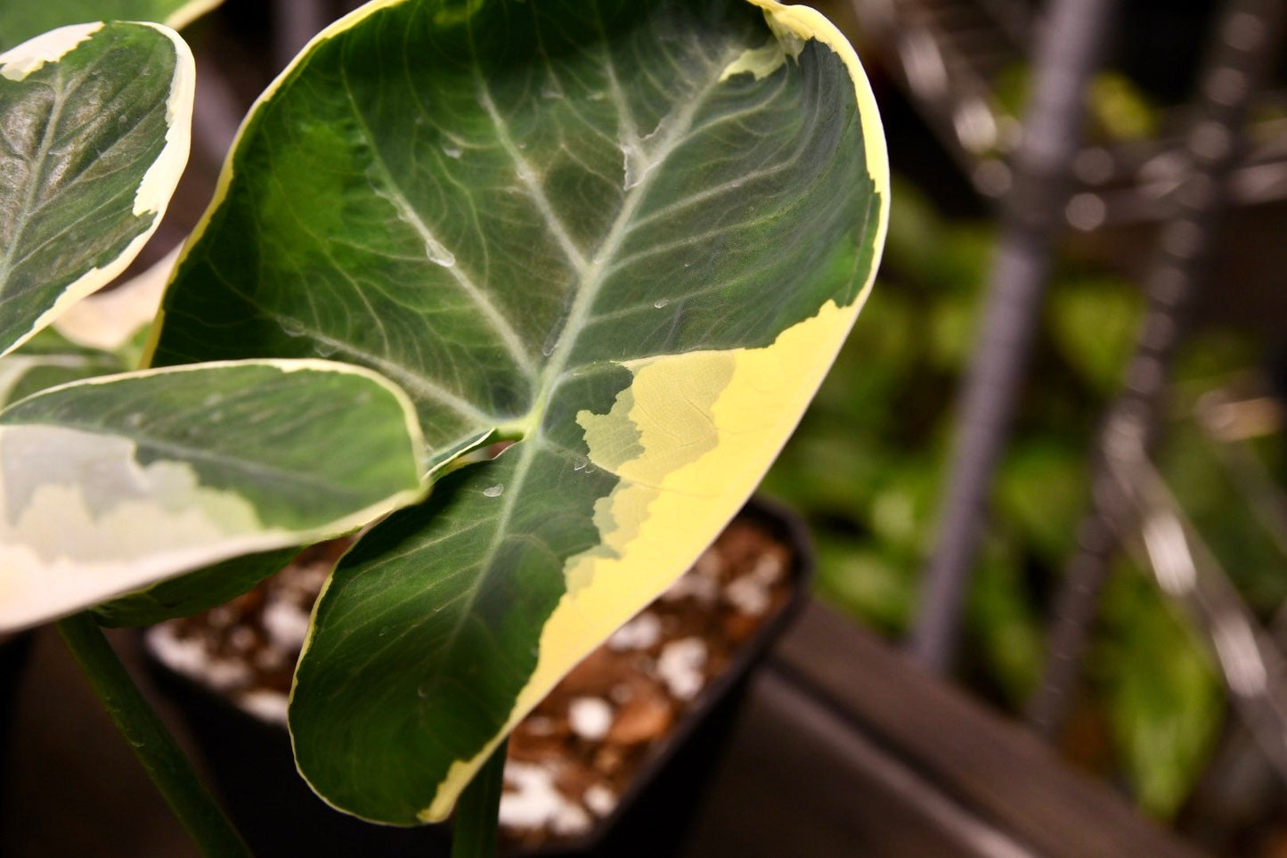 Alocasia Xanthosoma Mickey Mouse