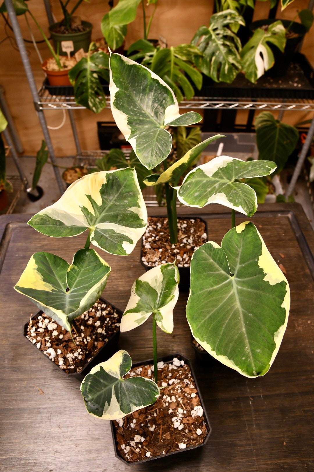 Alocasia Xanthosoma Mickey Mouse