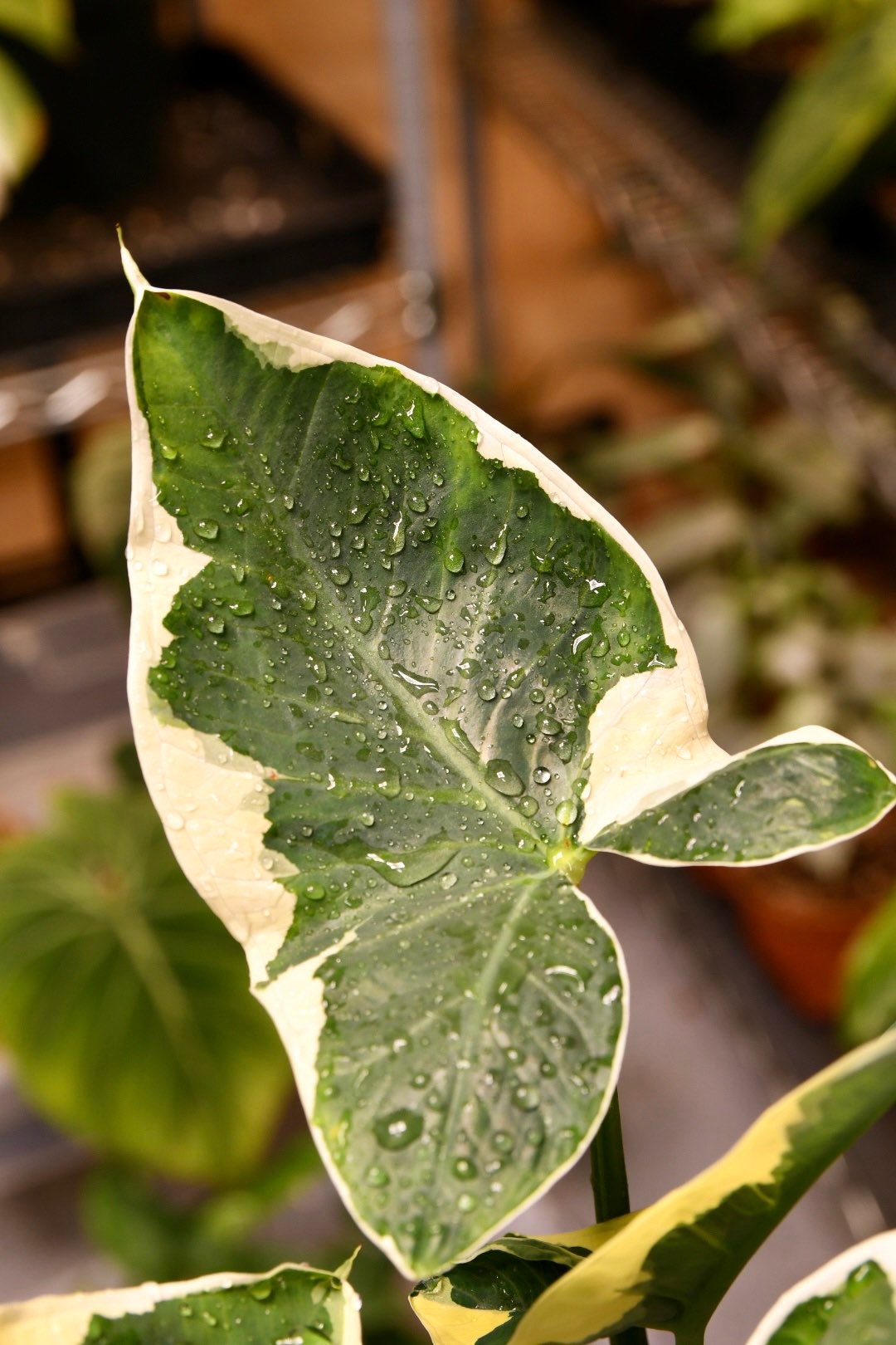 Alocasia Xanthosoma Mickey Mouse