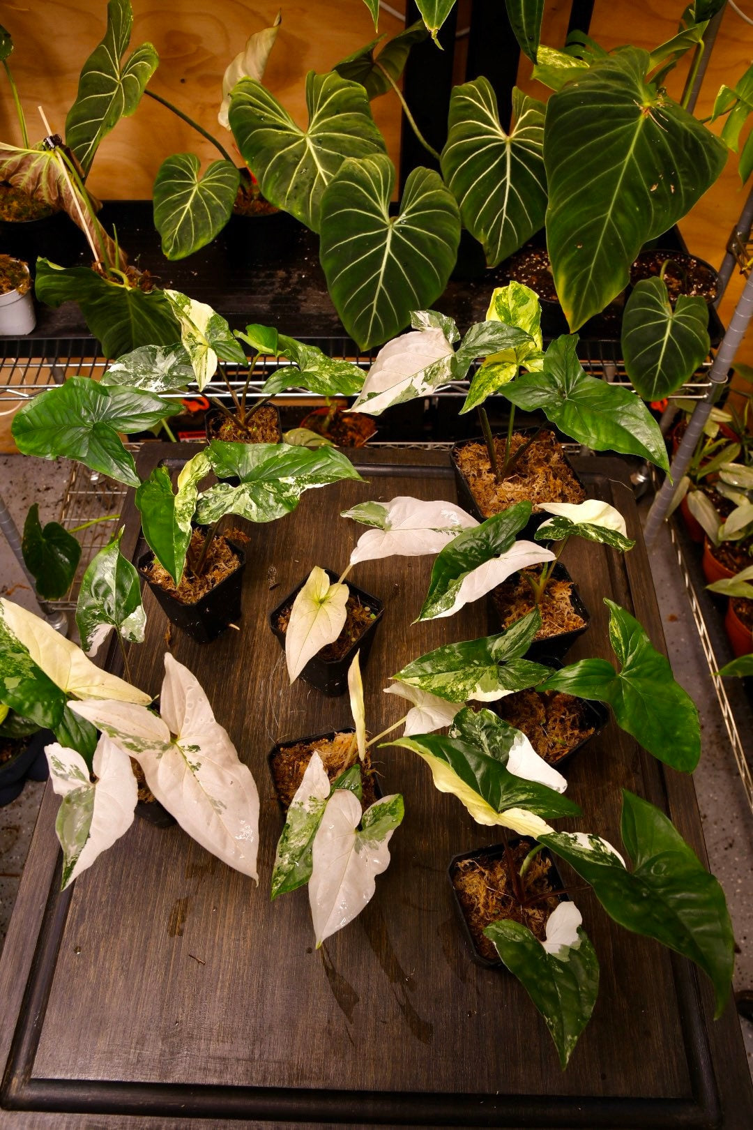 Syngonium Albo